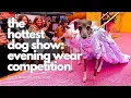 The Hottest Dog Show A Canine Beauty Pageant Evening Wear Competition