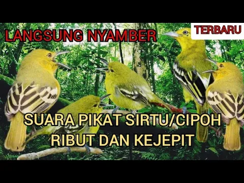 Download MP3 SUARA PIKAT SIRTU/CIPOH RIBUT DAN KEJEPIT TERBARU ,LANGSUNG NYAMBAR ❗