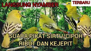 Download SUARA PIKAT SIRTU/CIPOH RIBUT DAN KEJEPIT TERBARU ,LANGSUNG NYAMBAR ❗ MP3