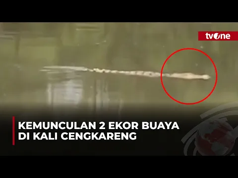Geger! Warga Dibuat Resah oleh Munculnya Dua Ekor Buaya Besar di Kali Cengkareng