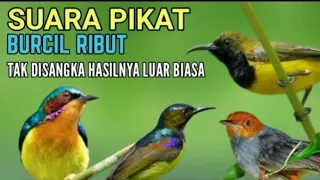 Download Super Ribut Suara Pikat Semua Jenis Burung Kecil Ribut Buktikan Hasilnya MP3