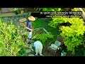 Lagu in quiet soil, serenity blossoms  - /asmr relaxing music playlist/