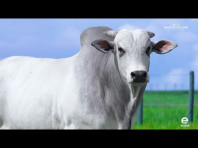 Touro Nelore MMLN - 1492