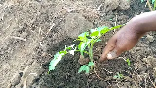 jifunze kilimo cha nyanya hatua zote muhimu na za msingi kuzingatia kutoka medfarm