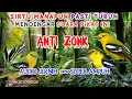 Download Lagu SUARA PIKAT SIRTU MENJERIT UNTUK MIKAT burung kunyit kecil, cipo, cito, cipeuw, sirpu, sirtu, cipoh