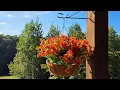Outdoor Artificial Fall and Autumn Mums