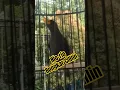 Download Lagu Burung rio-rio bongkar isian cililin #riorio #shorts