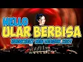 Download Lagu HELLO - ULAR BERBISA New Breakbeat version 2024
