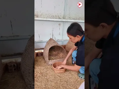 អ្នកបាត់ដំបង ពូកែច្នៃណាស់! ច្នៃដីទំនេរក្លាយជាទីតំាងហាងកាហ្វេ មានទំាងចិញ្ចឹមមាន់ ដាំដំណាំ