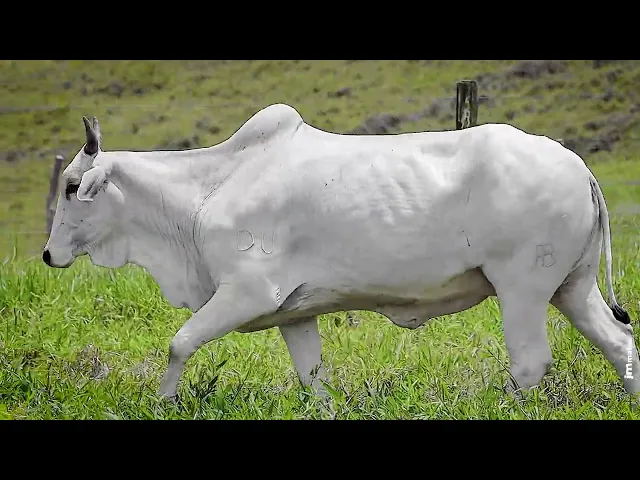 Matriz Nelore FBRA - 73