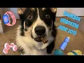 BarkBox Unboxing June 2019 80 s Workout Themed