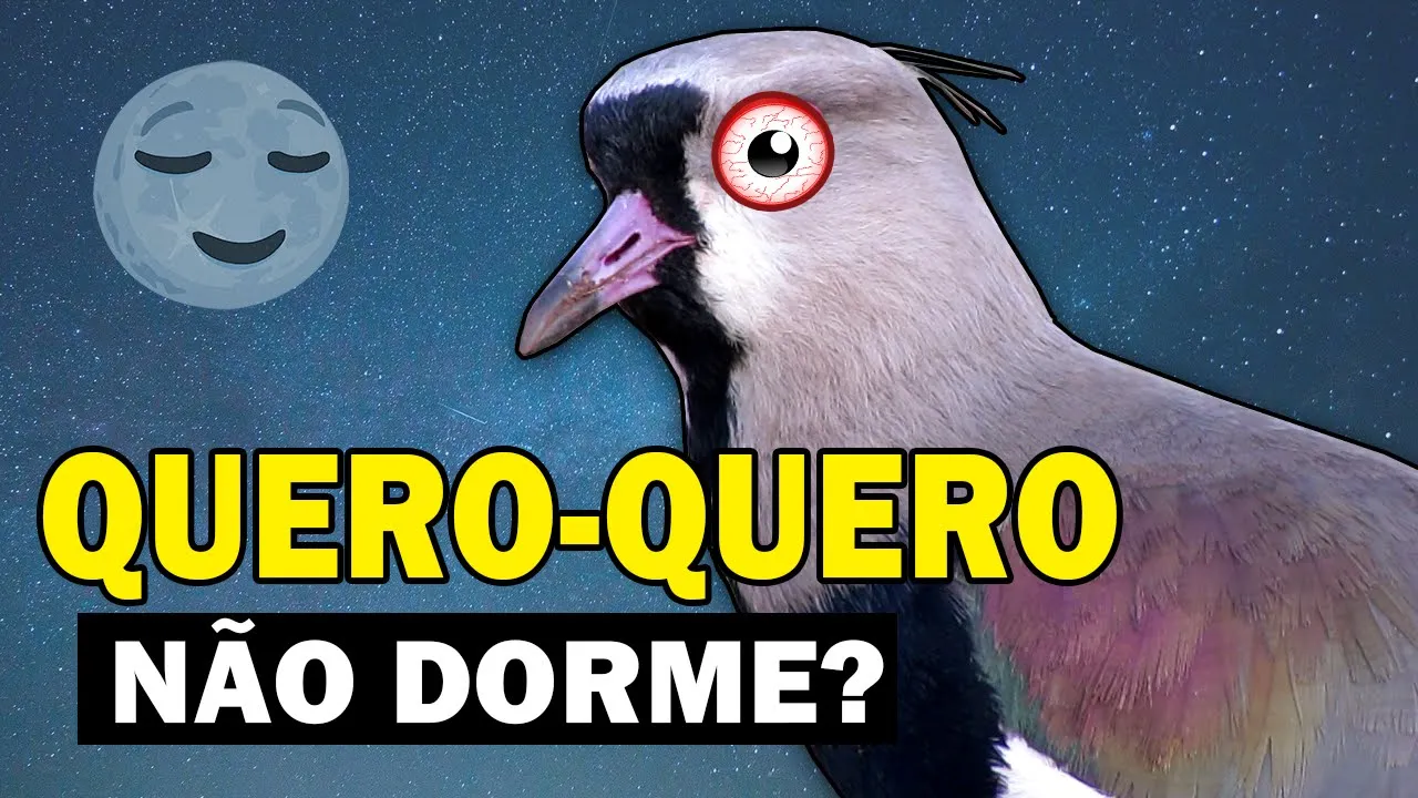 QUERO-QUERO ATACA PESSOAS? Não pousa em árvores? NÃO DORME? | CURIOSIDADES da AVE TETÉU ou TÉU-TÉU