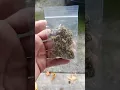 GETTING AN 8TH OF WEED FROM MY NEIGHBOR Gelato 33