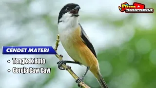 masteran mewah cendet materi tengkek buto sambung gereja caw caw cocok buat masteran asli ngeri 