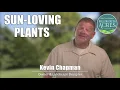 Willow Green Acres Sun Loving Plants