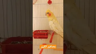 تغريد طائر الكوكتيل دندنها