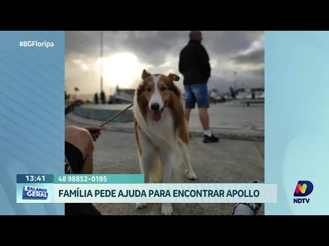 Desaparecimento canino: Família busca desesperadamente pelo cachorro Apollo, em Potecas