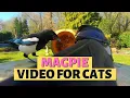 Download Lagu MAGPIE VIDEOS FOR CATS | Bird Watching For Cats