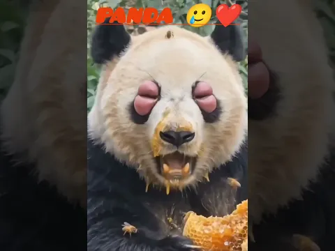 THE PANDA HAS BEEN BITTEN BY MANY HORNETS, BUT HE'S EATING HONEY, NOT SURRENDERING