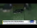 Alligator spotted on MLK Avenue