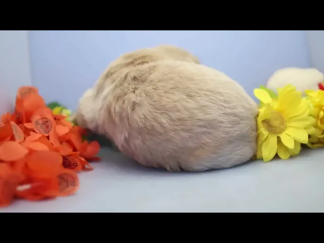 動画