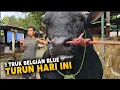 Lagu turun 1 truk full Belgian Blue cross🔥