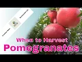 What to Look For - Ripe Pomegranates Harvest Ripe Pomegranate