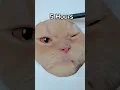 Realistic cat drawing challenge