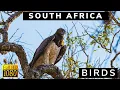 Lagu Amazing African Birds, South Africa, with calming Bird Sounds, Stress Relief