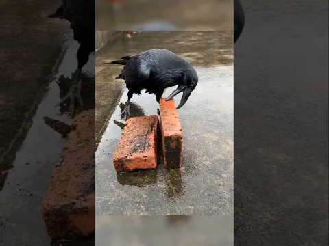 This crow's natural intelligence is truly amazing