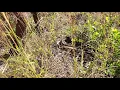 Amy catches the python with 2 guys watching and not helping lol