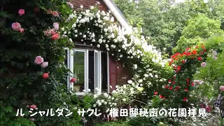 لاورد في عنا ولا ياسمين فيروز الورد 