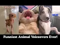 Funniest Animal Voiceovers Ever Try Not to Laugh