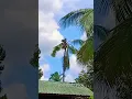 Download Lagu ingat kol #viralvideo #viralshort #subscribe #like #comment