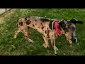 Great Dane Rescue Network - Ty