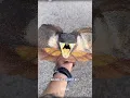 Download Lagu Frilled neck lizard #science #sciencefacts