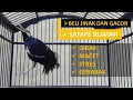 Download Lagu UNTUK PEMULA! JALAK SUREN MUDAH STRES DAN MACET JIKA PINDAH SANGKAR DAN TEMPAT