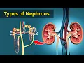 Download Lagu Types of nephrons| Cortical and  juxtamedullary nephron | Bio Scholar