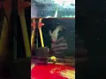 Download Lagu https://vt.tiktok.com/ZSDtAwehR/ #cabaymau #channa #aquarium #caloc #guppy #caloccanh #koi #fish