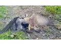 Download Lagu Peregrine Falcon vs Crow