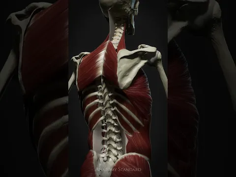 Serratus Anterior & Rhomboids Dynamics During Arm Elevation #anatomystandard #scapularbiomechanics