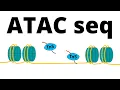 ATAC Sequencing