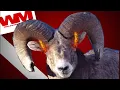 Top 5 Cases Where Herbivores Have Turned Omnivores