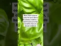 Download Lagu 5 main health benefits of basil.