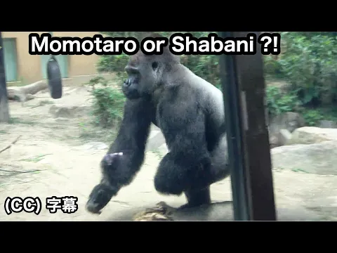 Download MP3 Riesiger Gorilla stürmt wütend!  Momotaro ist wendiger als Shabani !? . Familie Momotaro