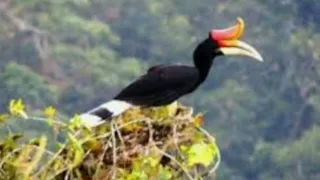 suara rangkong suara enggang yg langka