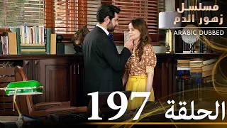 الحلقة 197 مسلسل زهور الدم مدبلج بالعربية Kan Çiçekleri 