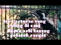 Download Lagu Suara asli burung pelatuk sampit + suara gemercik air, ini masteran yang paling di cari