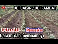 Lagu CARA MUDAH MENANAM UBI JALAR / UBI RAMBAT