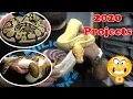 The Makings of a Batman Ball Python Check Out Our Projects